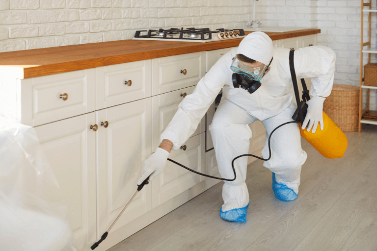 Expert Pest Treatment